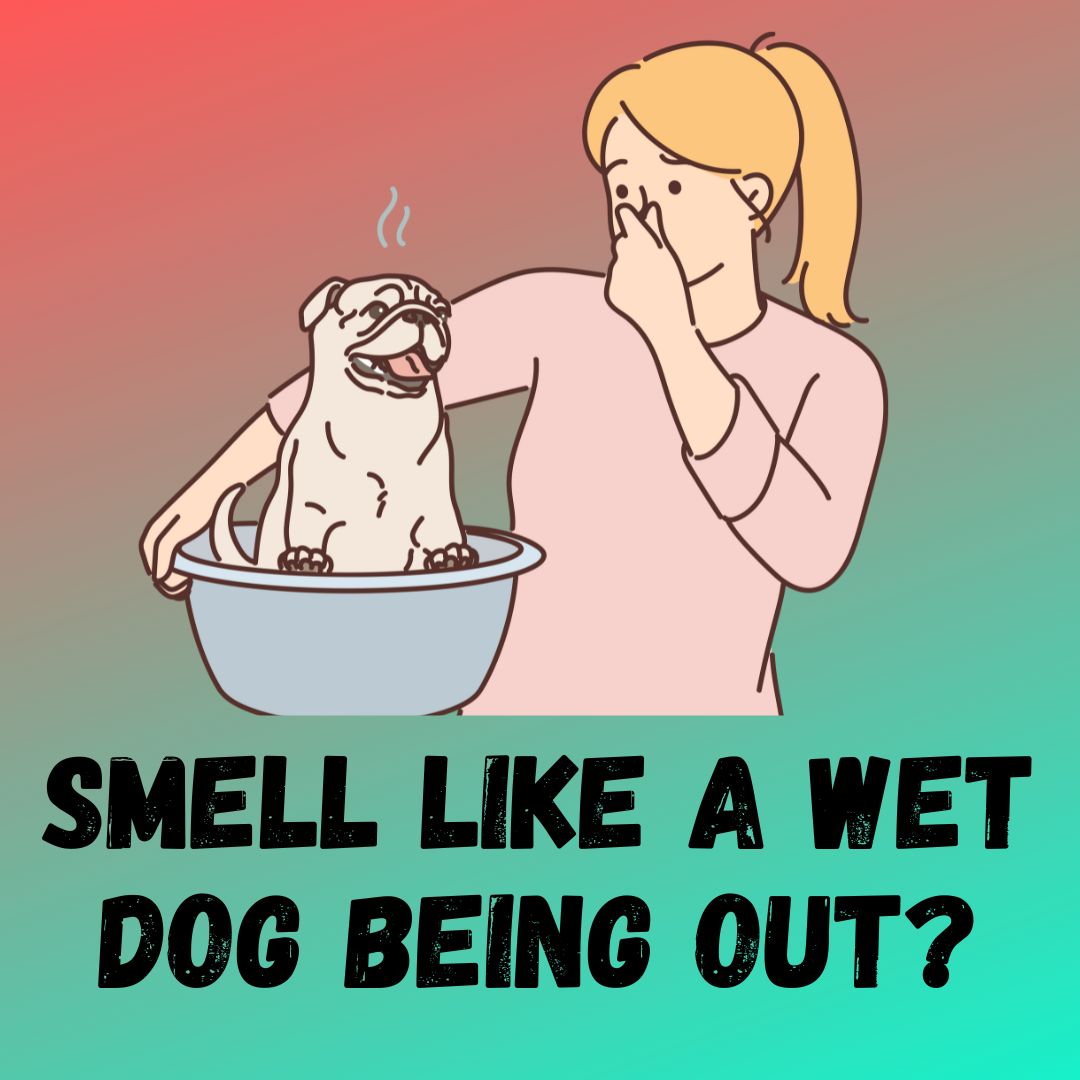 Why Do I Smell Like A Wet Dog After Being Outside?