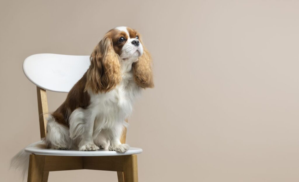 Perfect Pet Photo Booth Setup