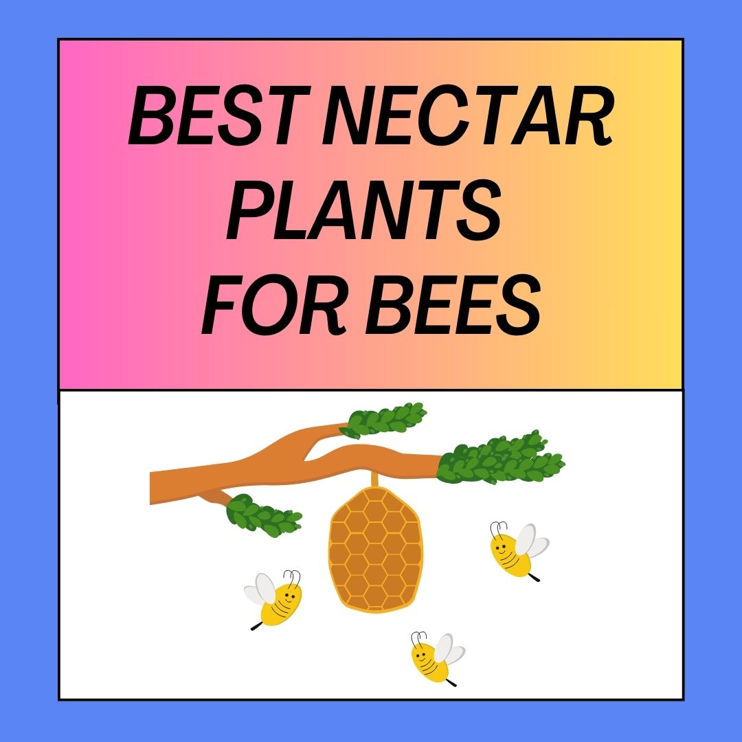 27 Best Nectar Plants For Bees BeeFriendly Gardening