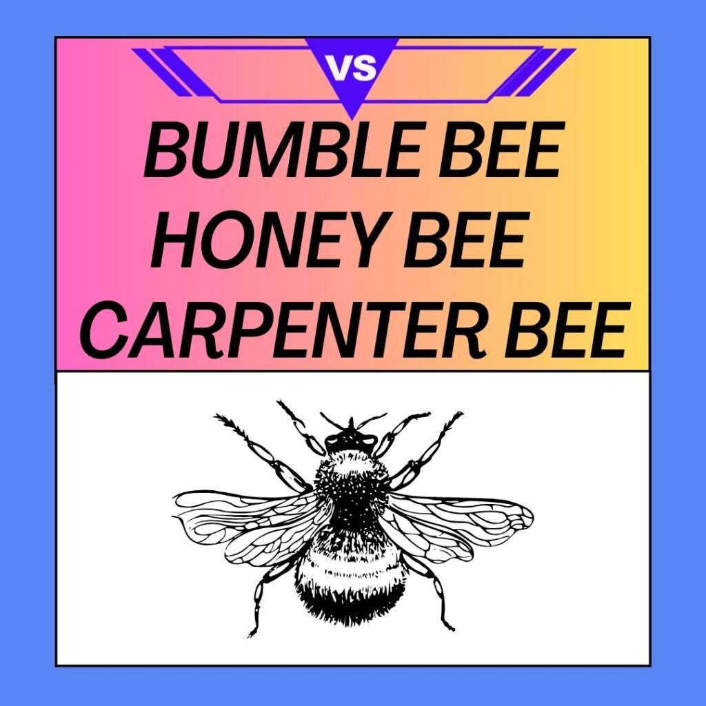 Bumble Bee Vs Honey Bee Vs Carpenter Bee: What's The Difference?