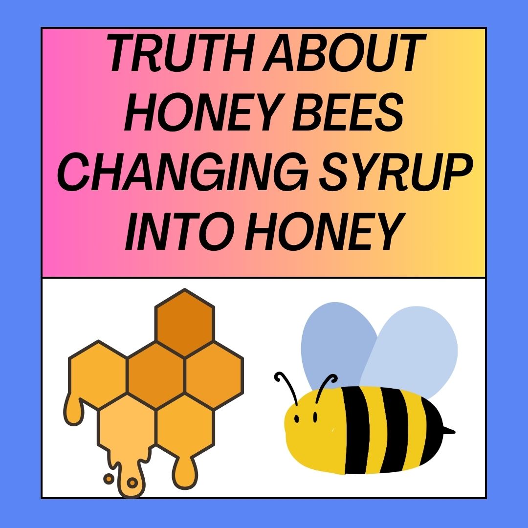 Can Bees Make Honey From Sugar Water? Myth Or Truth