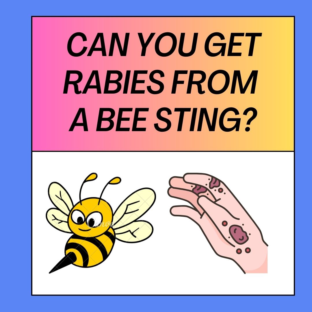 Can You Get Rabies From A Bee Sting?
