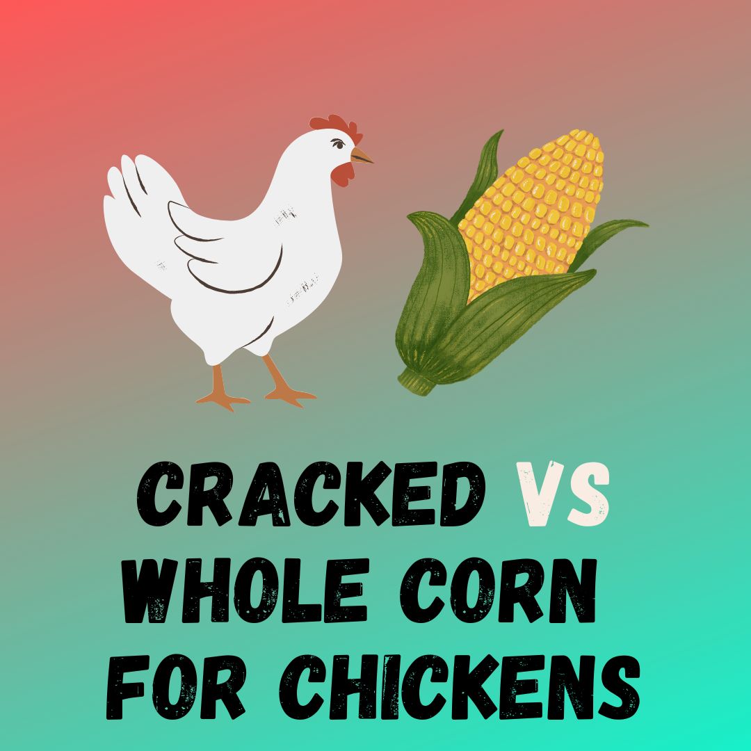 Cracked Corn vs Whole Corn for Chickens Which Is Best