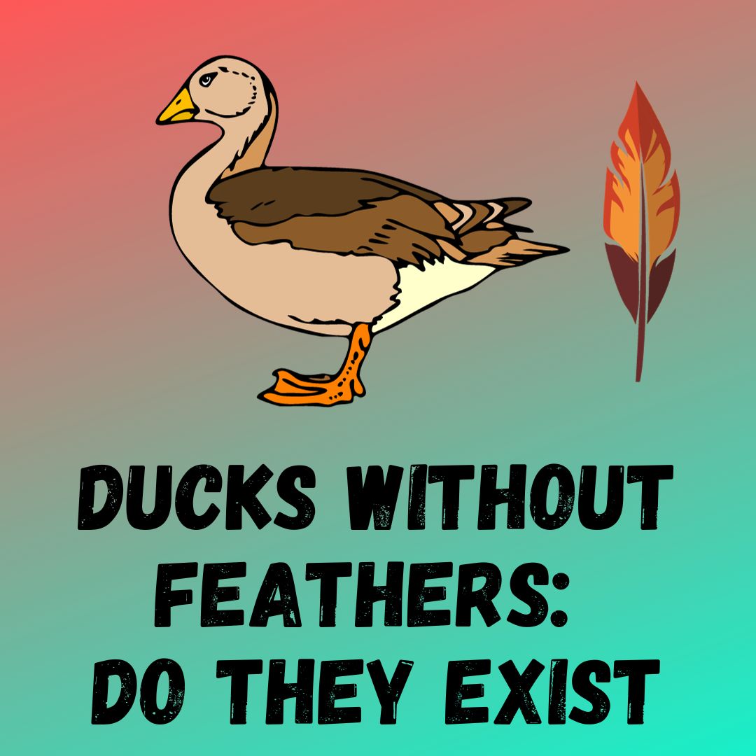 Ducks Without Feathers Do They Exist