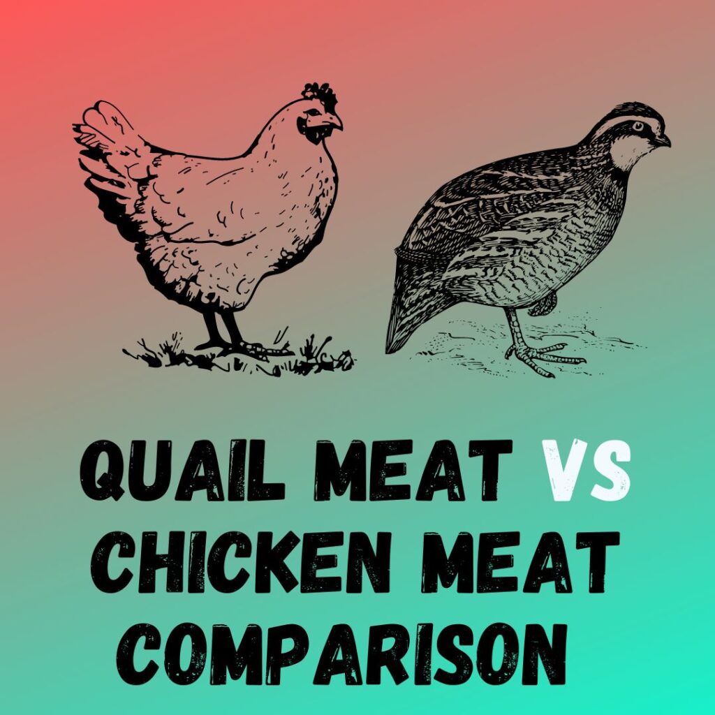 Quail Meat vs Chicken Meat Taste and Texture