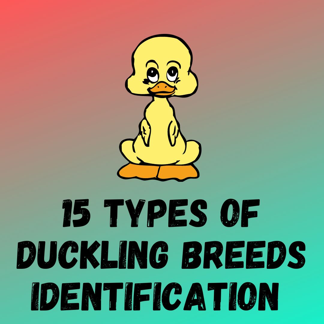 15 Types of Duckling Breeds Identification (With Pictures