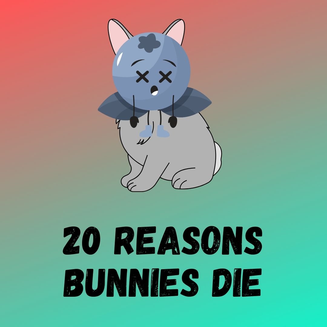 Reasons Bunnies Die