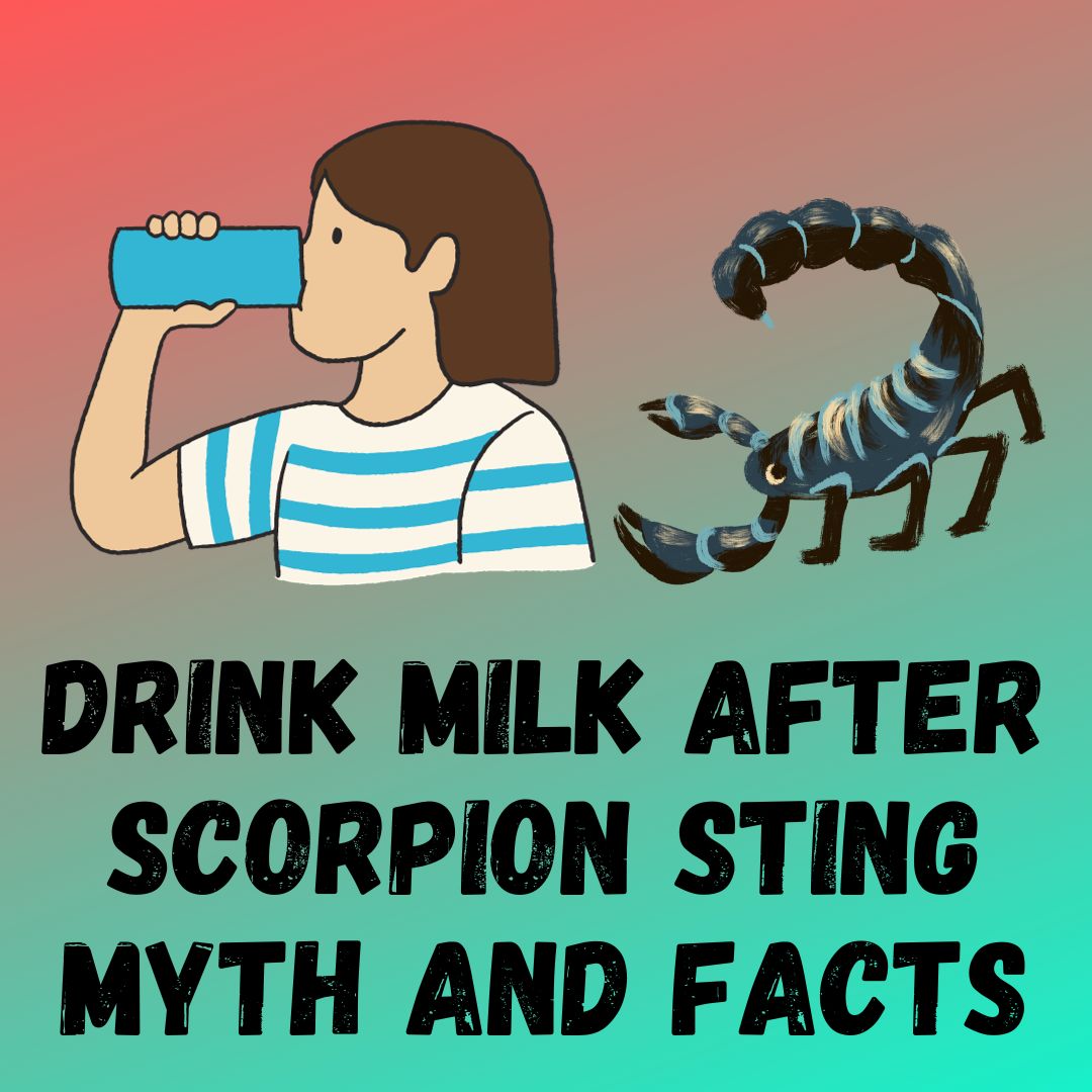 Drinking Milk After a Scorpion Sting: Myth and Facts
