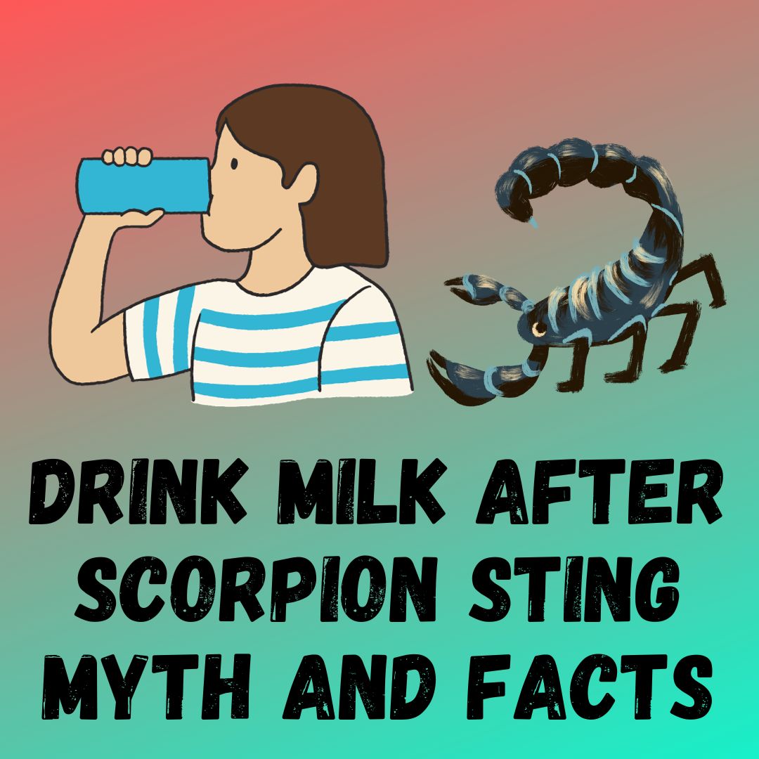 Drinking Milk After a Scorpion Sting Myth and Facts