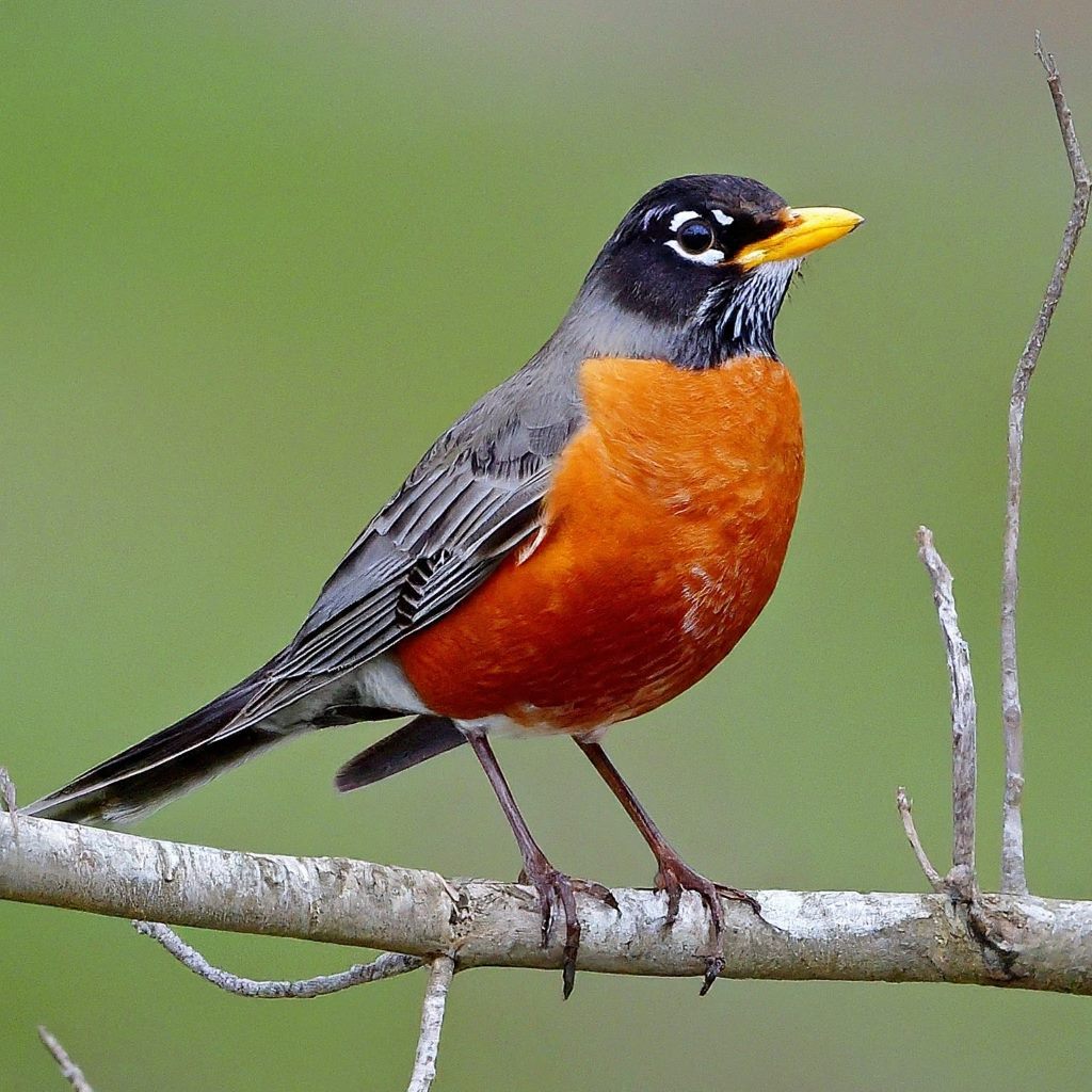 American Robin: (Turdus migratorius) 
