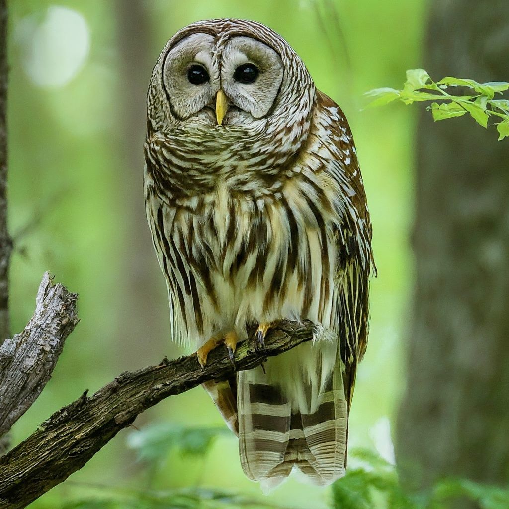 Barred Owl: (Strix varia) 