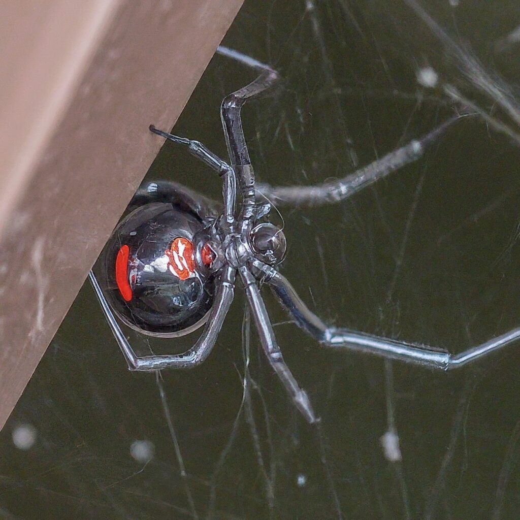 Black Widow Spider (Latrodectus spp.)