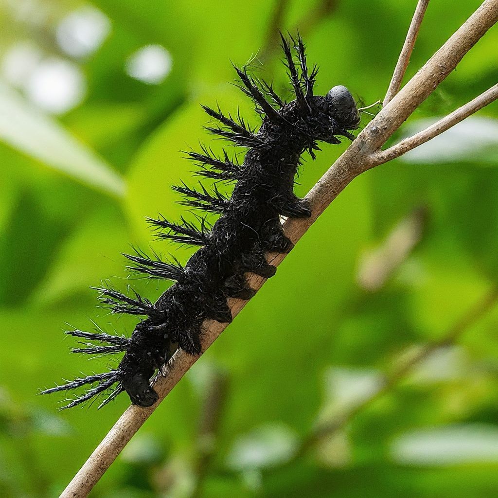 Black Witch Caterpillar