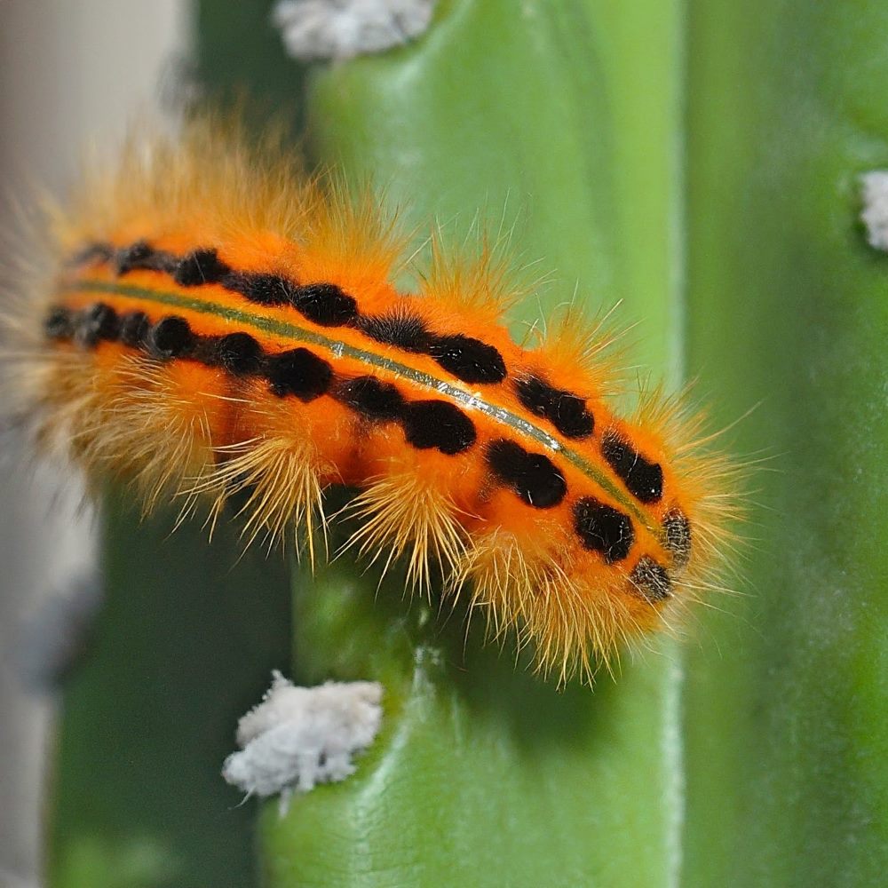 Cactus Moth Caterpillar 