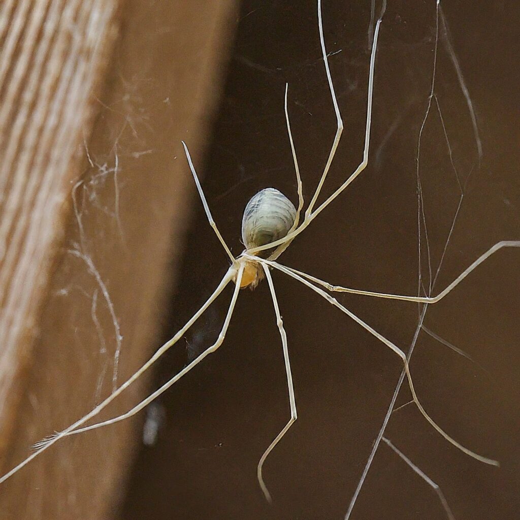 Cellar Spider (Pholcidae family)