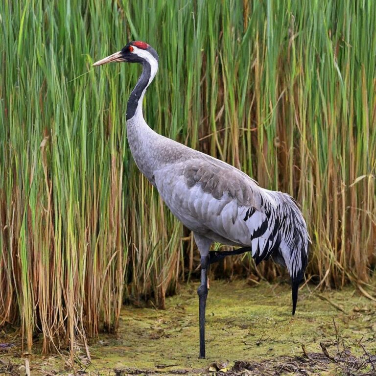 13 Animals That Wallow In Mud Or Dust Bathe