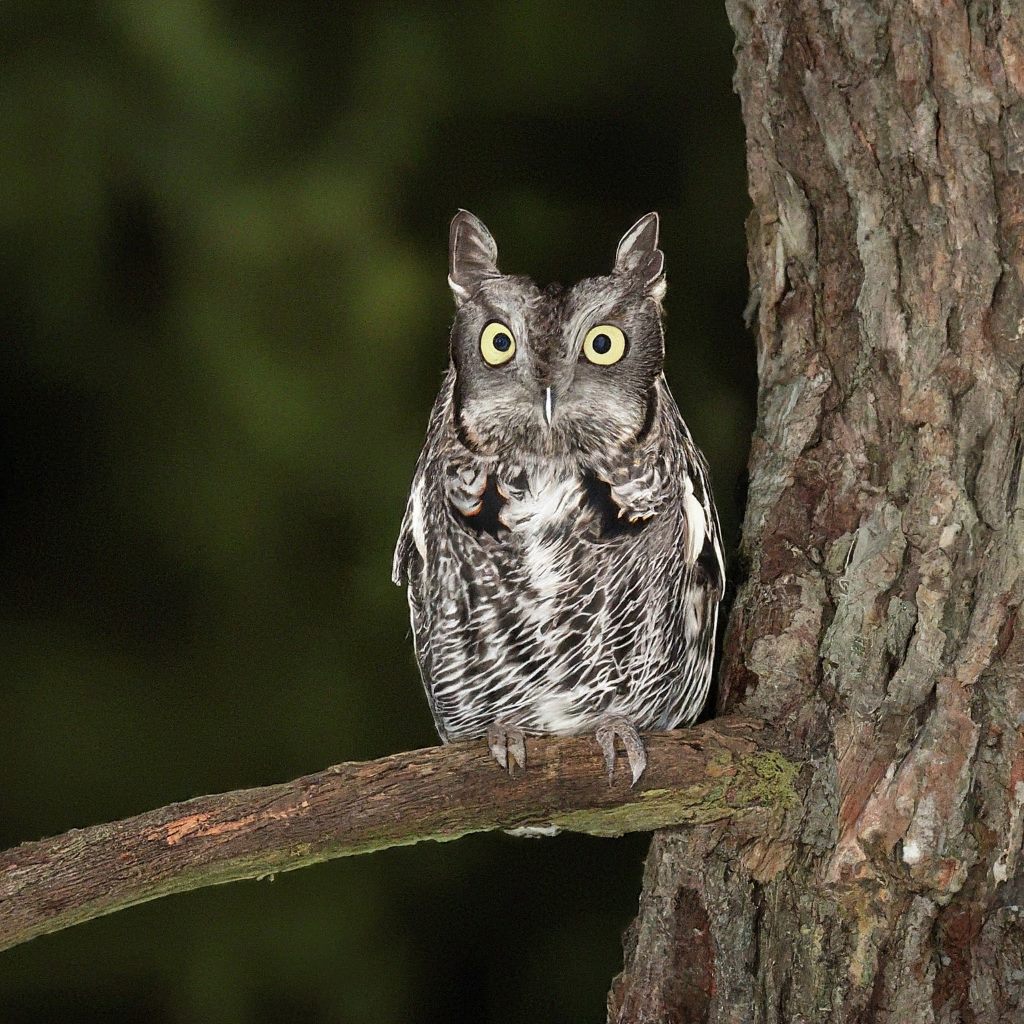 Eastern Screech-Owl: Megascops asio