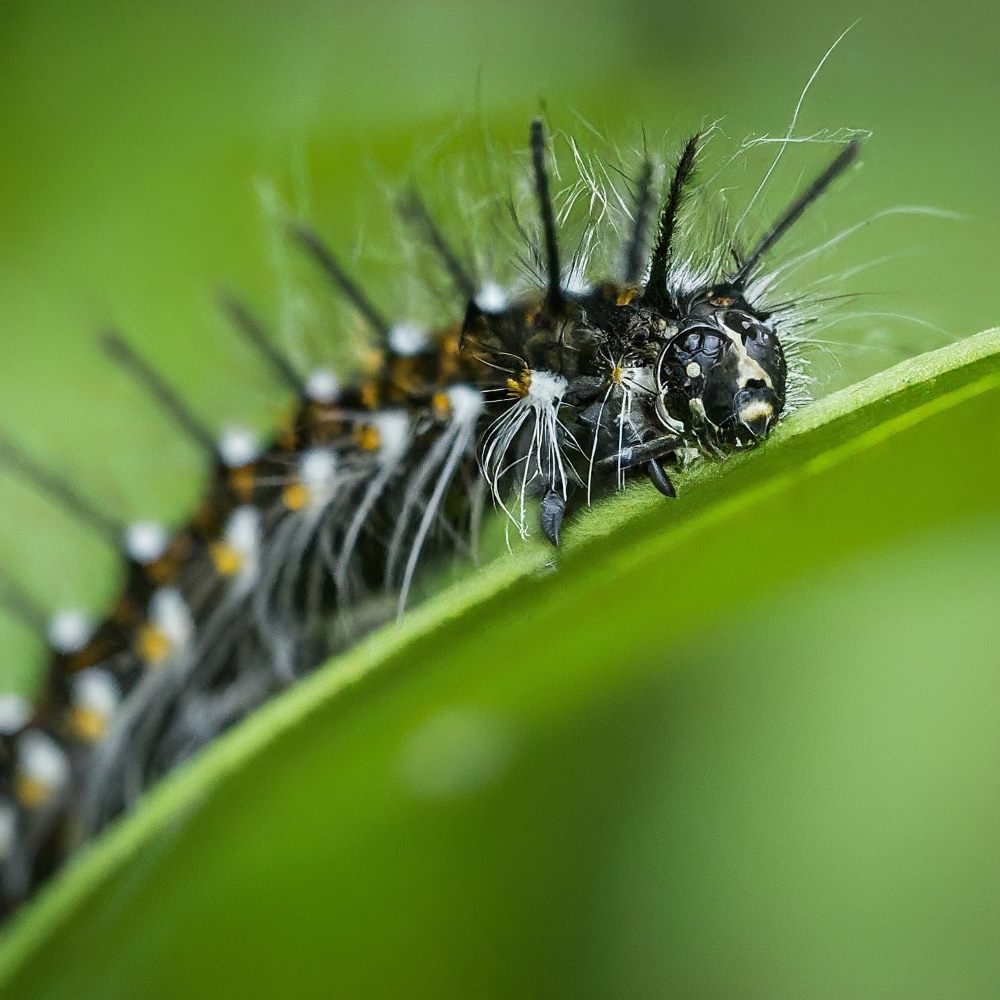 Faithful Beauty Caterpillar