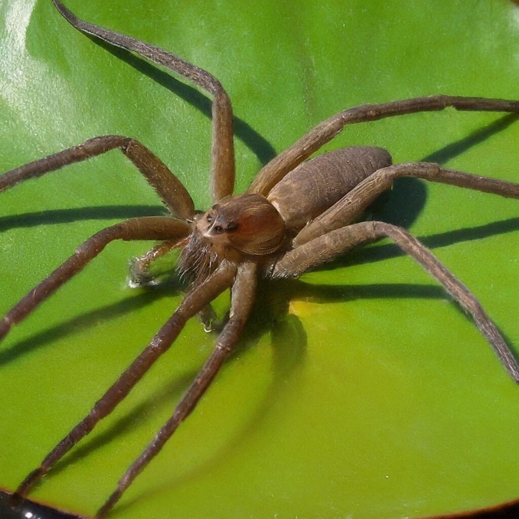 Fishing Spider (Dolomedes spp.)