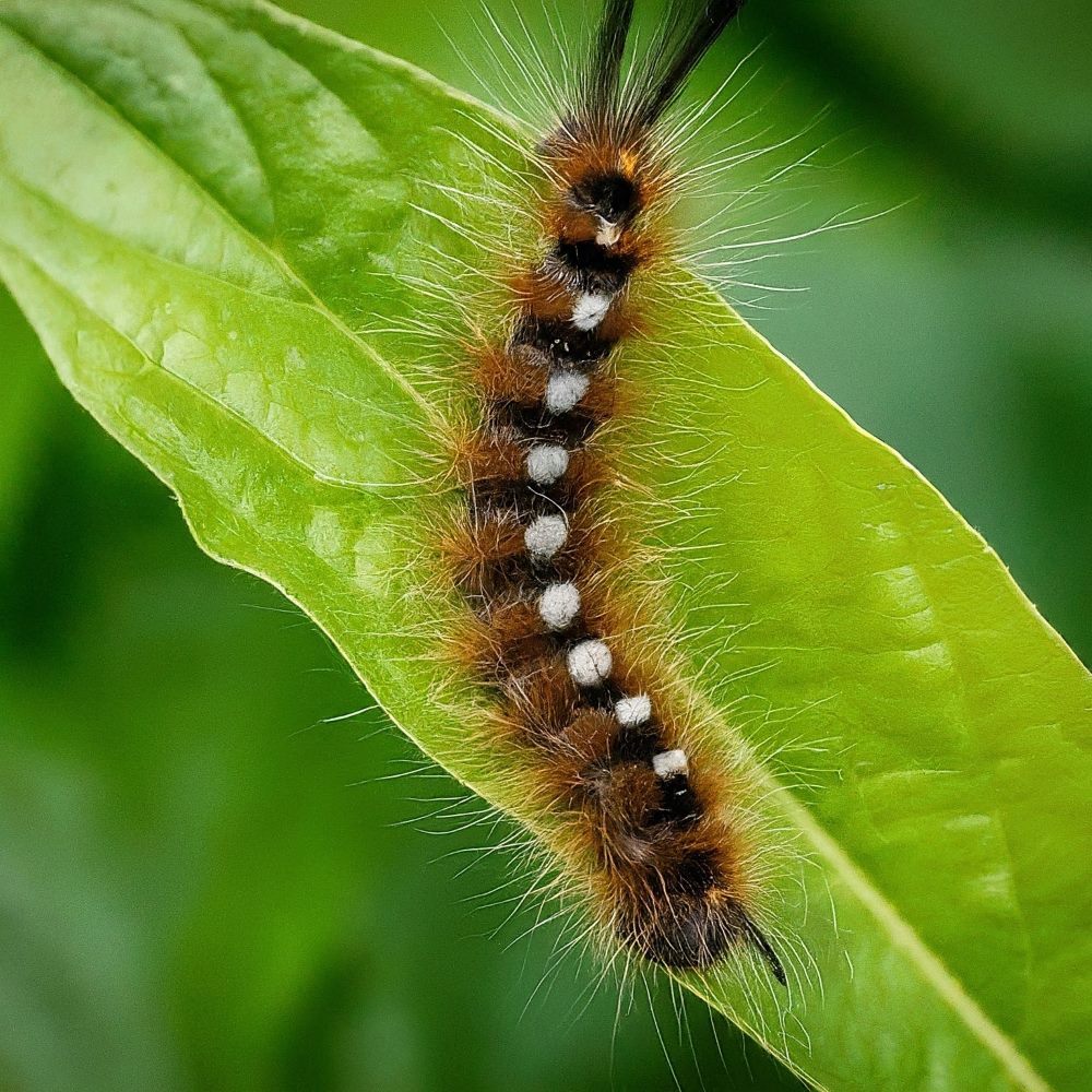 Garden Tiger Caterpillar