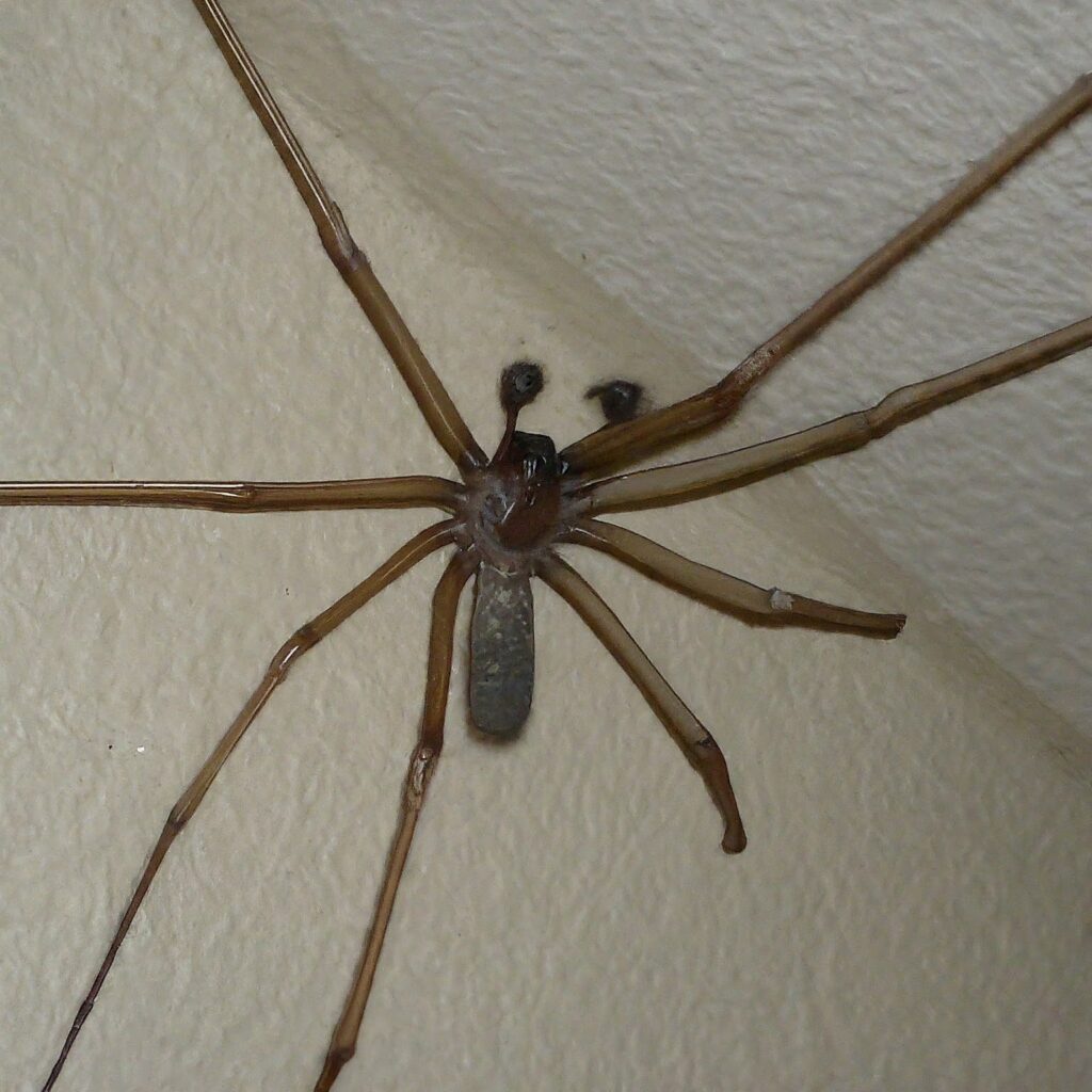 Giant House Spiders (Eratigena atrica)