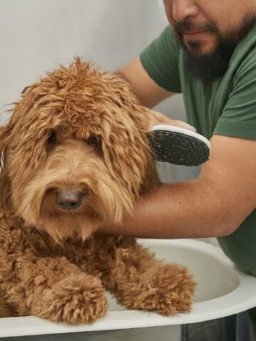 miniature goldendoodle