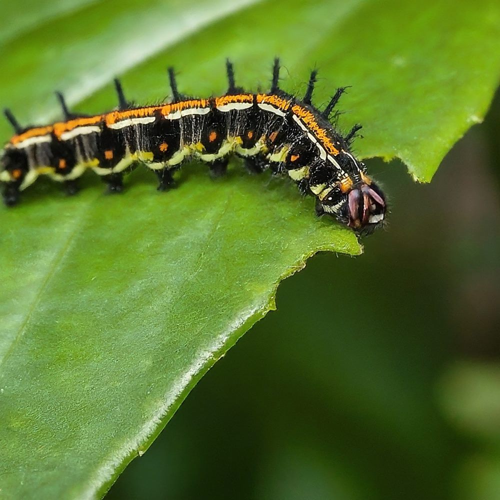 Gulf Fritillary Caterpillar 