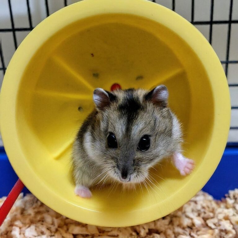 26 Animals That Look Like Chinchillas (With Pictures)