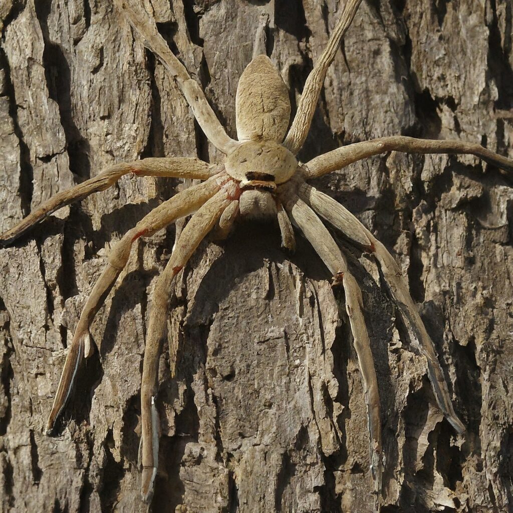 Huntsman Spider (Sparassidae family)
