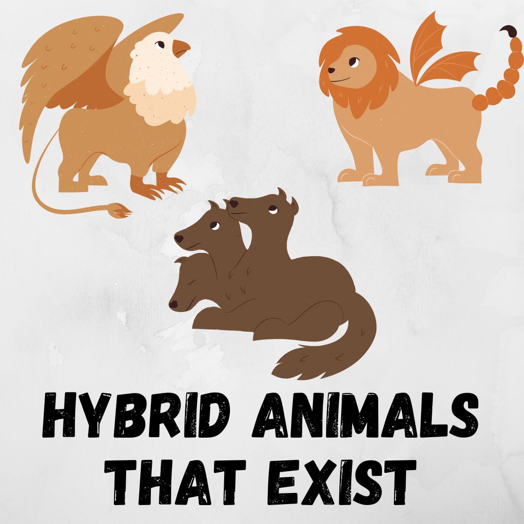 25 Unusual Hybrid Animals that Exists! (With Pictures)