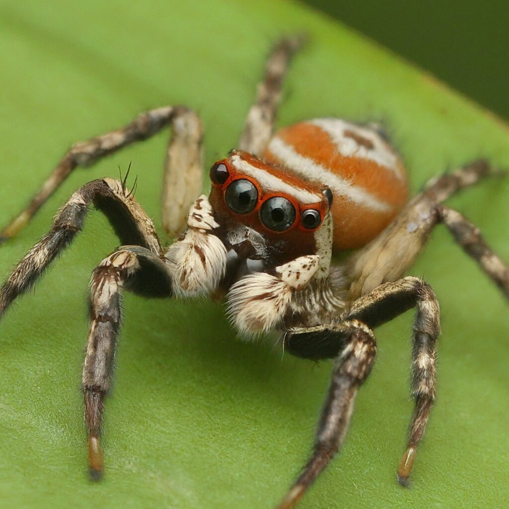 Jumping Spider (Salticidae family)
