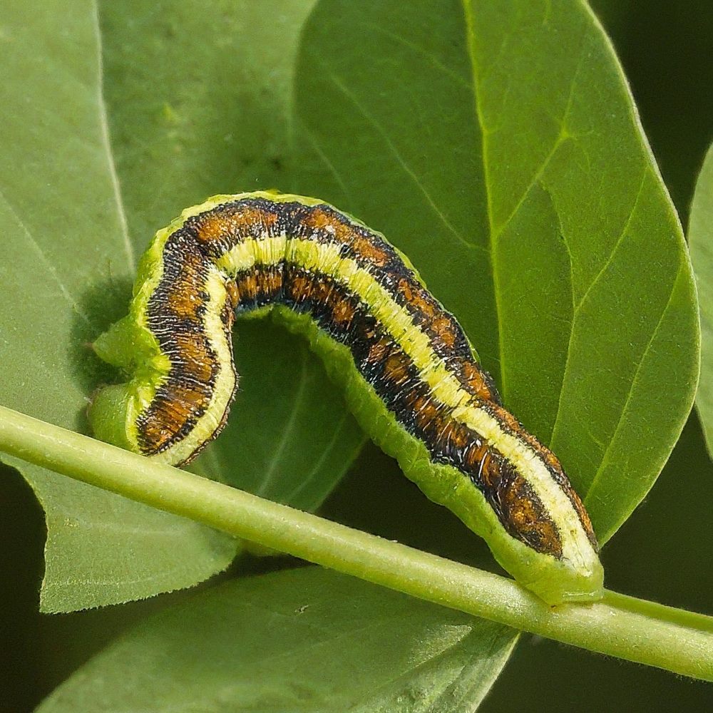 Legume Caterpillar