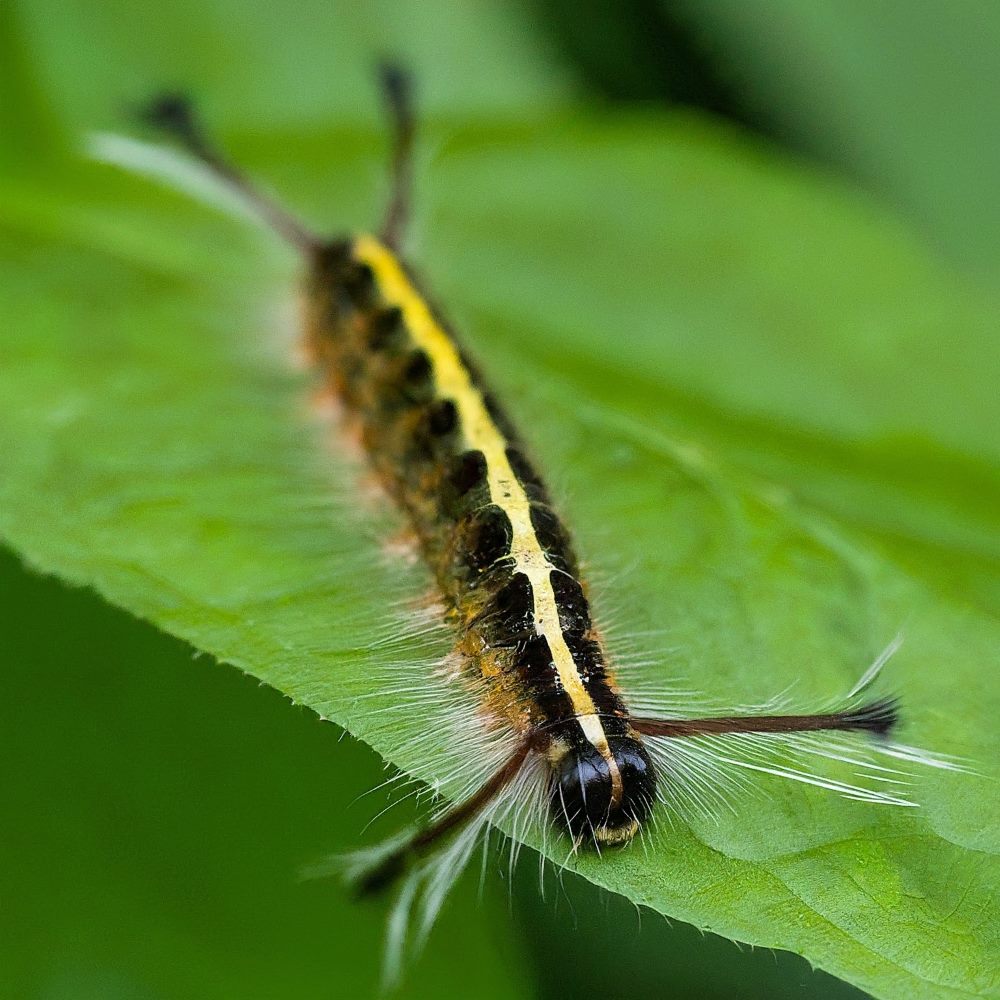 Long-winged Dagger Caterpillar 