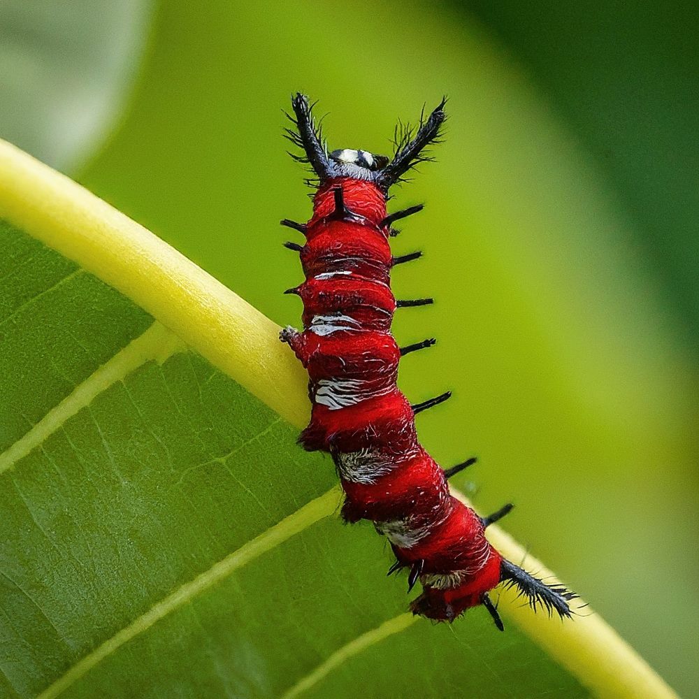 Mexican Fritillary Caterpillar 