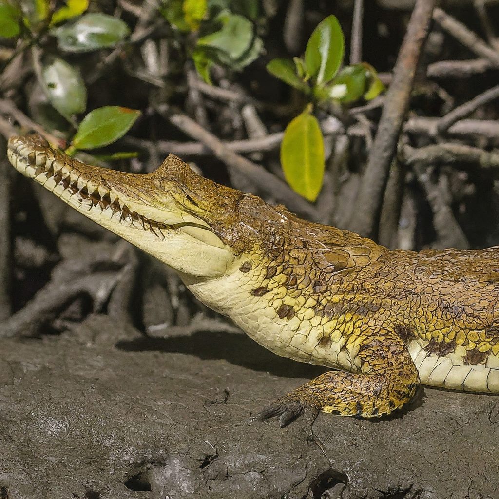 New Guinea Freshwater Crocodile (Crocodylus novaeguineae)