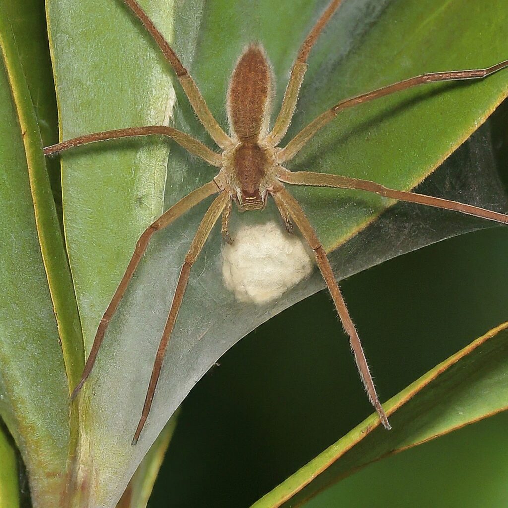Nursery Web Spider (Pisauridae family)