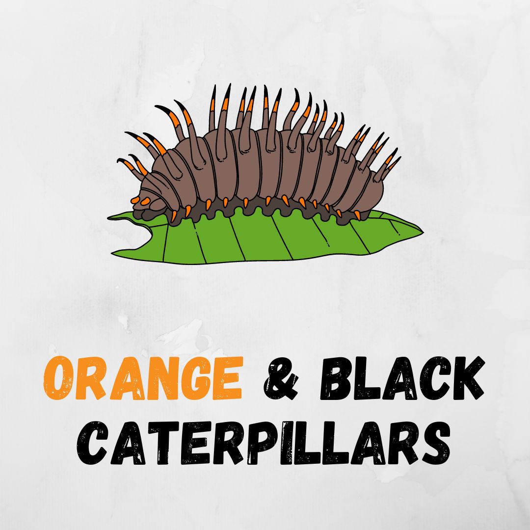 Orange and Black Caterpillars