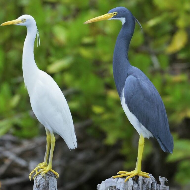 51 Types Of Heron Species Herons Diversity With Pictures 51-types-of-heron-species-herons-diversity-with-pictures