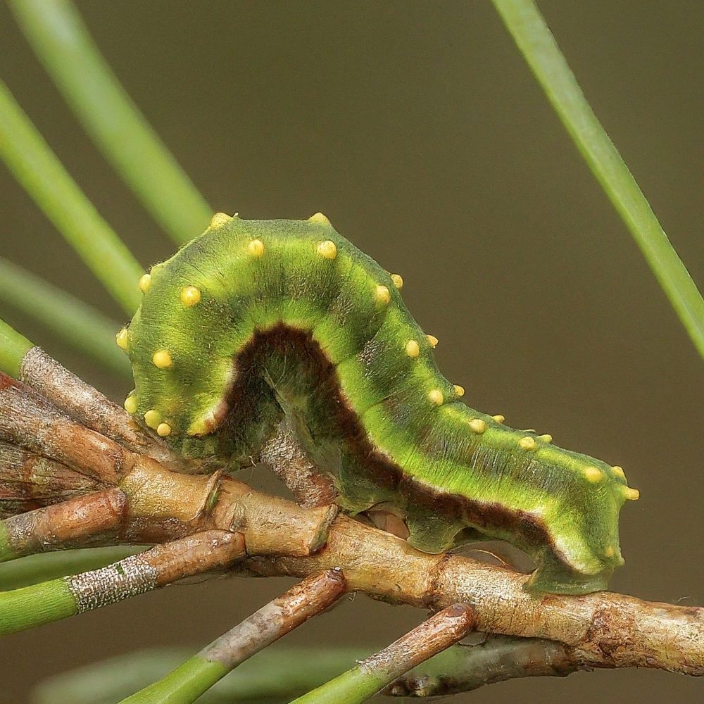 Pine Conelet Looper Moth Caterpillar 