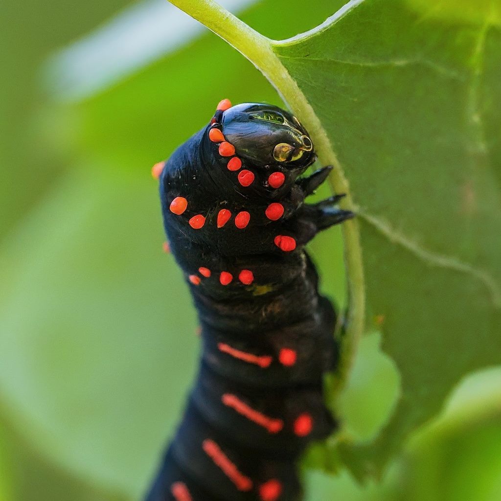 41 Types of Brown Caterpillars (With Pictures)