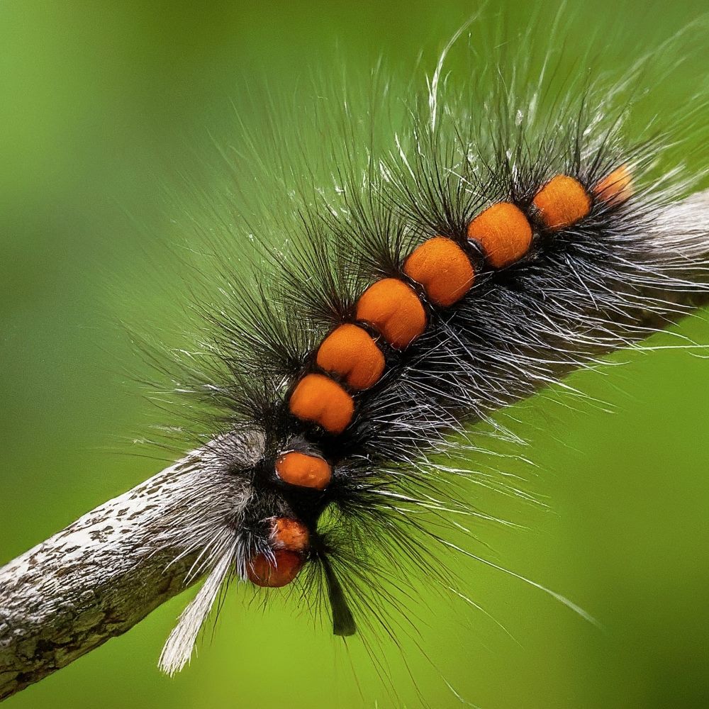 Ranchman’s Tiger Moth Caterpillar 