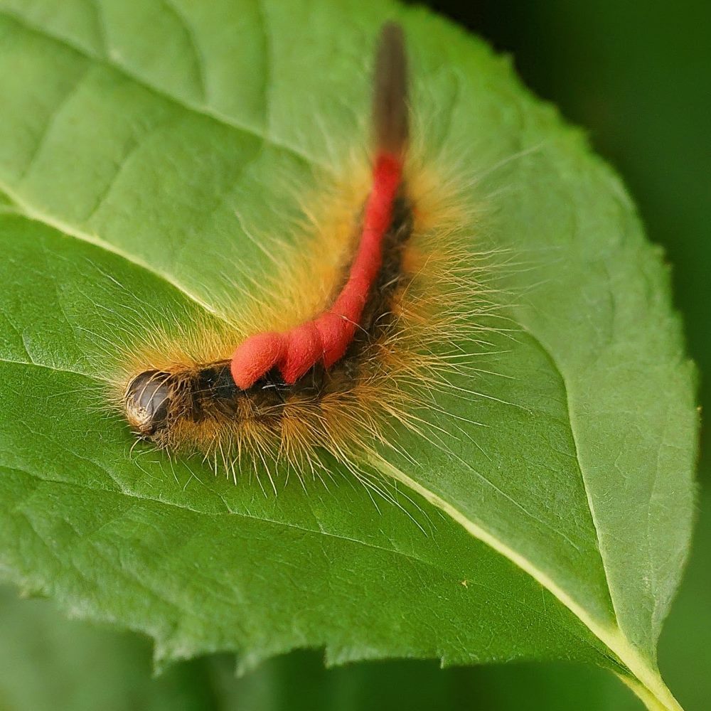 35+Types of Orange and Black Caterpillars (With Pictures)