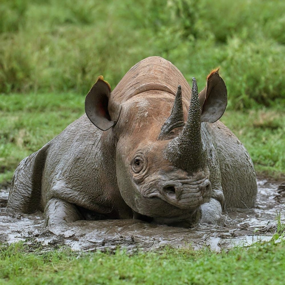 13 Animals that Wallow in Mud or Dust Bathe