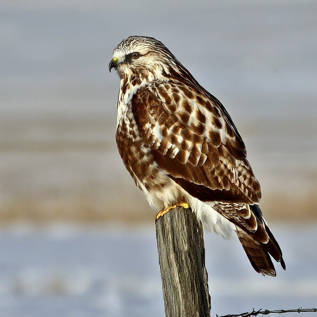 11 Amazing Hawks with White Heads (With Pictures)