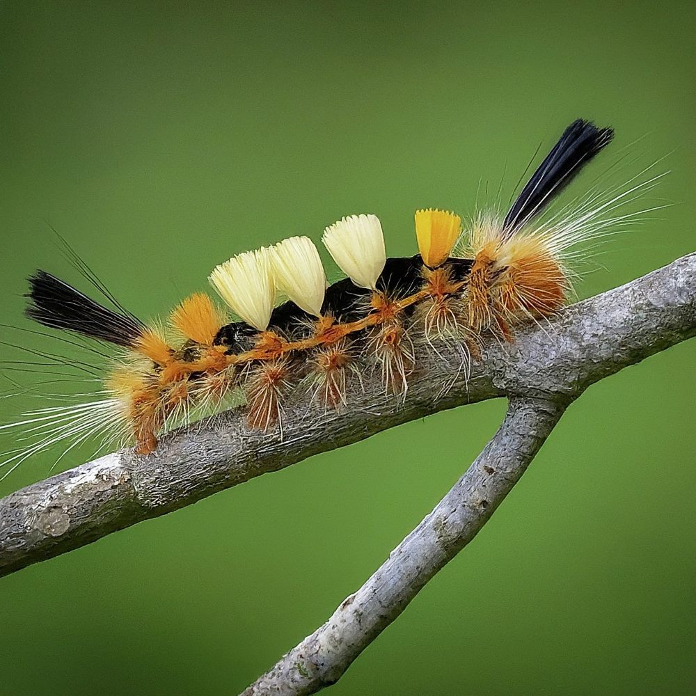 Rusty Tussock Moth Caterpillar