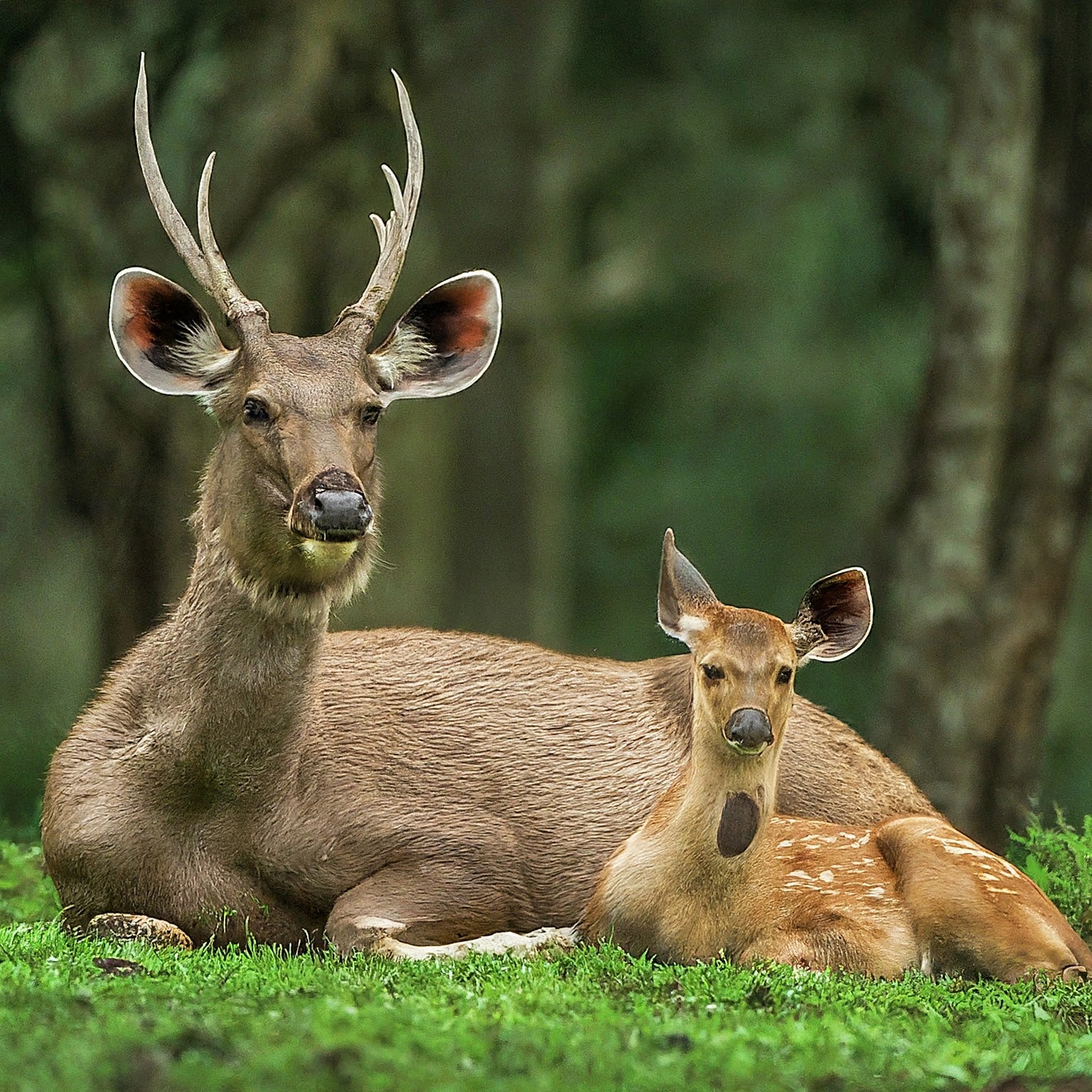 31 Animals that Resemble and Look like Deer (With Pictures)