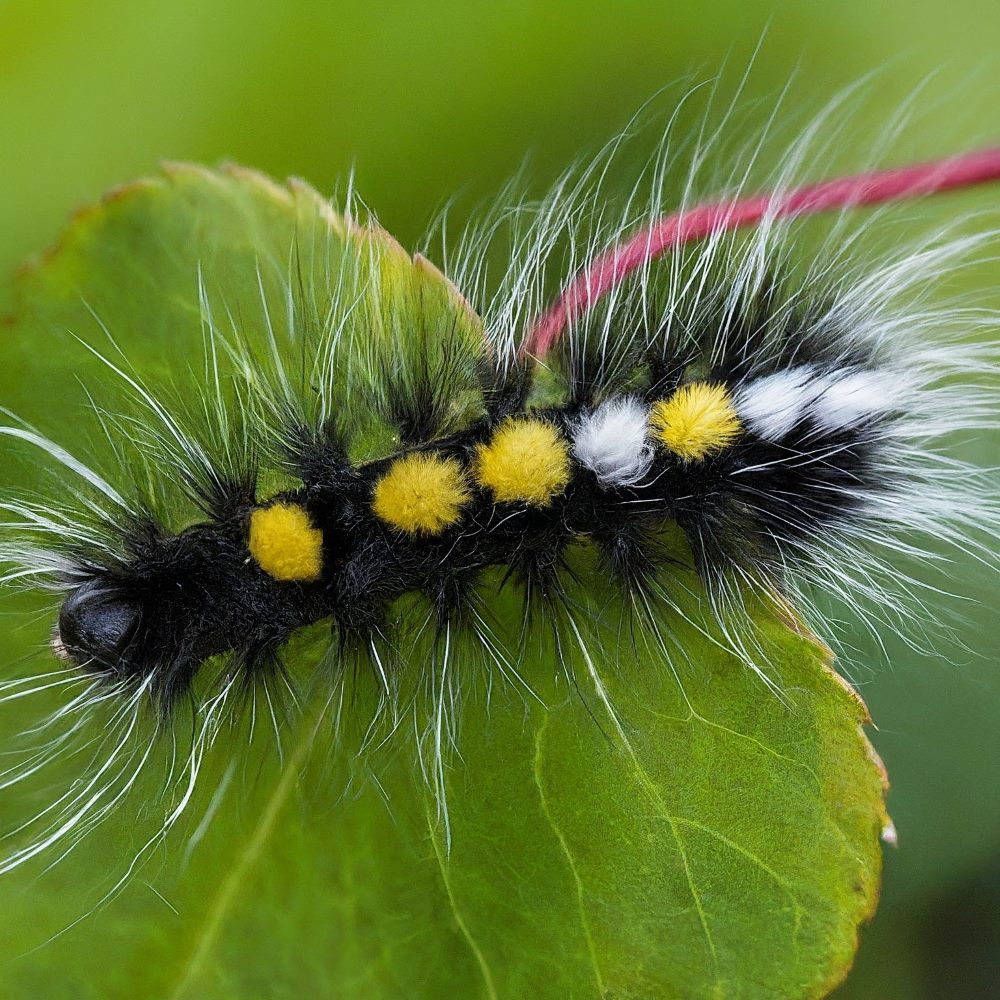 Silver-spotted Tiger Moth Caterpillar