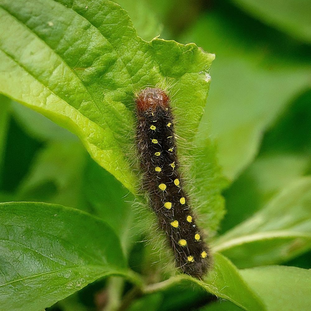 Silvery Checkerspot Caterpillar