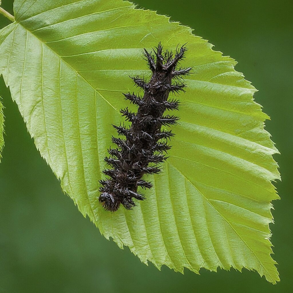 35+Types of Orange and Black Caterpillars (With Pictures)