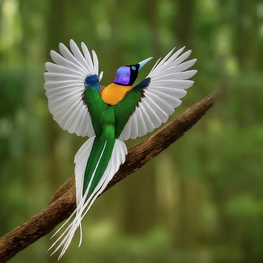 Standardwing Bird-of-Paradise
